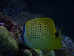 Chaetodon miliaris