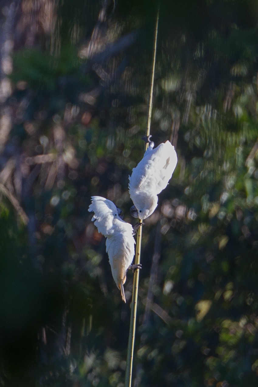 White Cockatoo (Cacatua alba), photo 5