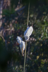 Cacatua alba