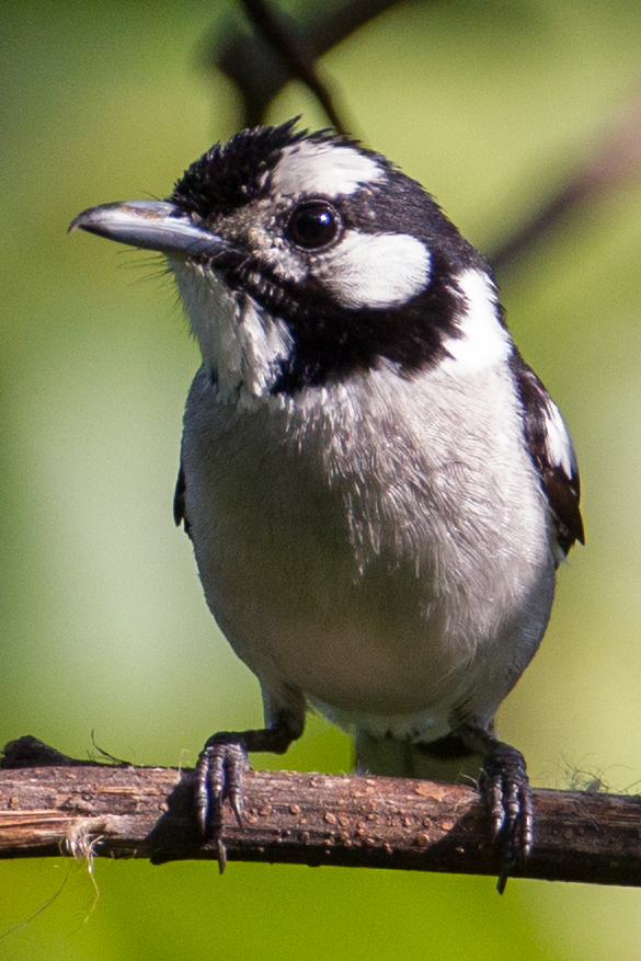 White-naped Monarch photo