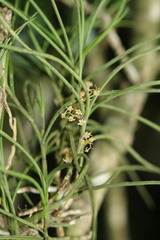Tridactyle tridentata