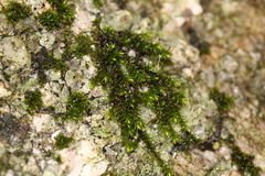 Sciuro-hypnum starkei