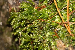 Sciuro-hypnum starkei