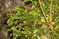 Sciuro-hypnum starkei