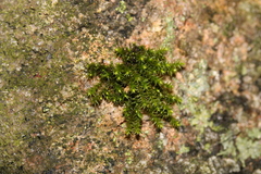 Sciuro-hypnum starkei