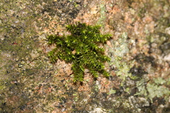 Sciuro-hypnum starkei