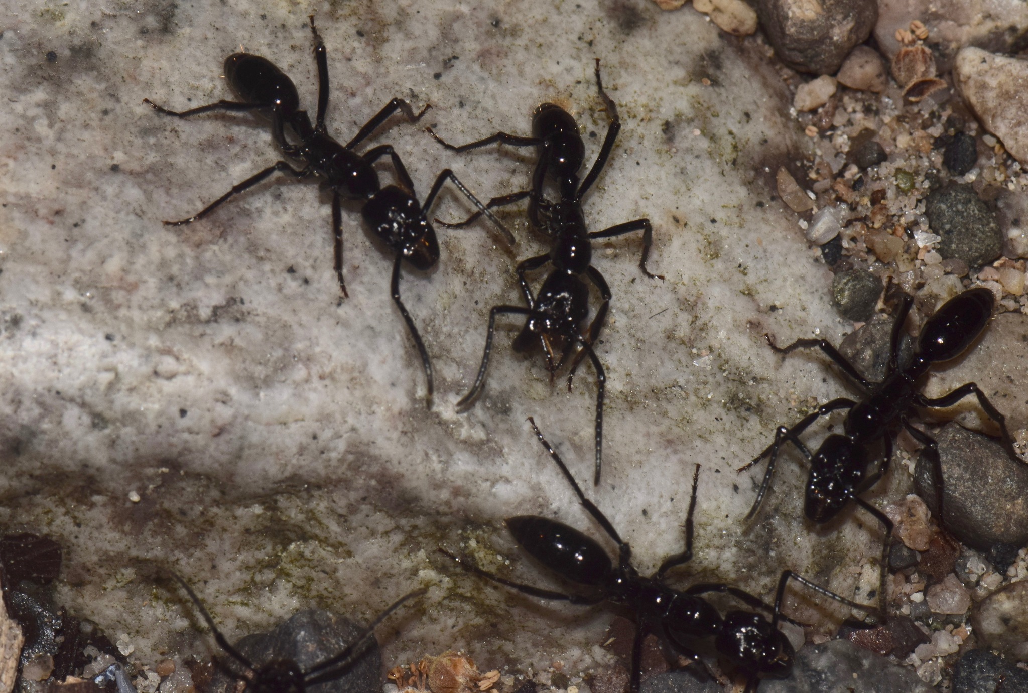 Neoponera commutata