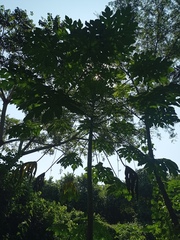 Vasconcellea cauliflora