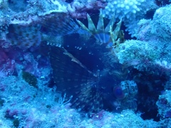 Dendrochirus barberi