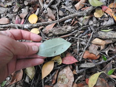 Habenaria arenaria