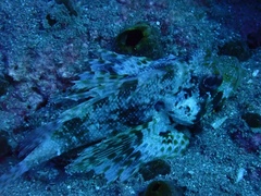 Dendrochirus barberi