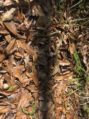 Thamnophis proximus