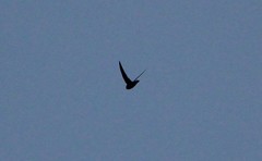 Streptoprocne rutila