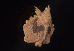 Euglyphis vitripuncta