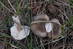 Melanoleuca decembris