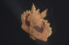 Euglyphis vitripuncta