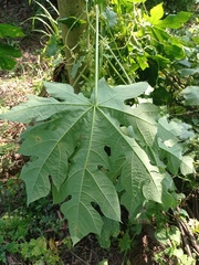 Vasconcellea cauliflora