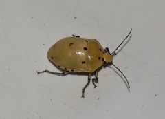 Augocoris gomesii