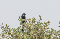 Lamprotornis caudatus