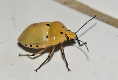 Augocoris gomesii