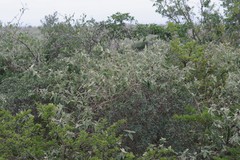 Buddleja dysophylla