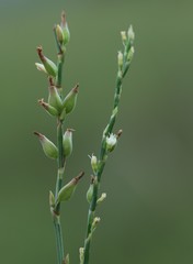 Oxygonum dregeanum