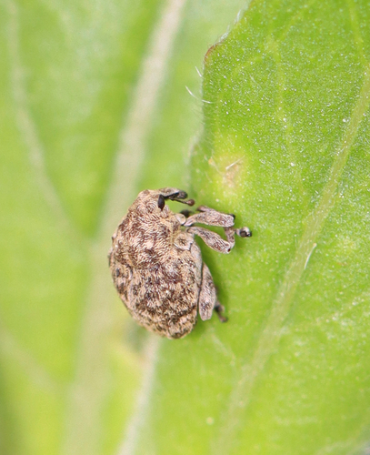 Acanthoscelidius acephalus photo 3