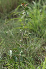 Salacia kraussii