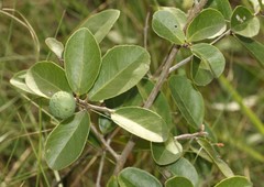 Salacia kraussii