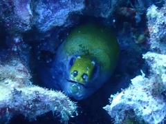 Gymnothorax rueppelliae