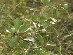Salacia kraussii