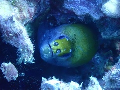Gymnothorax rueppelliae