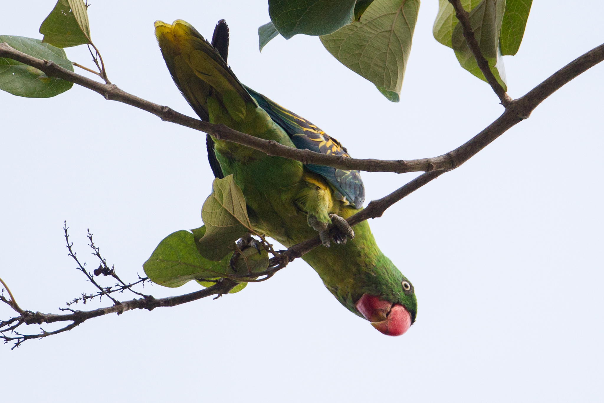 Great-billed Parrot (Tanygnathus megalorynchos), photo 4