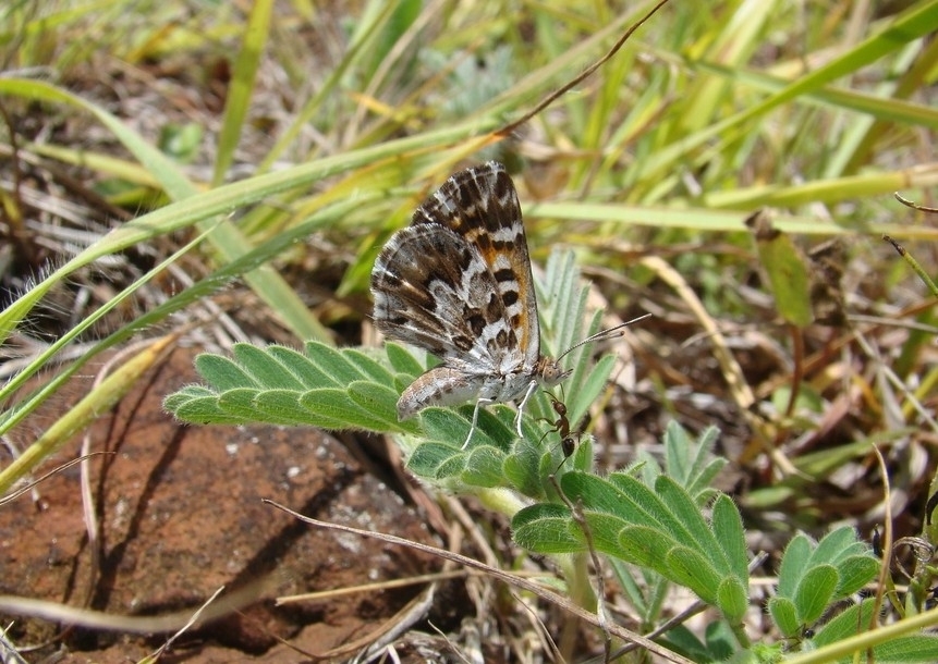Aricoris notialis