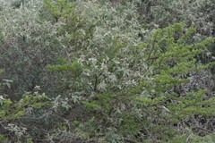 Buddleja dysophylla