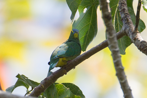 Blue-capped Fruit Dove (Ptilinopus monacha), photo 8