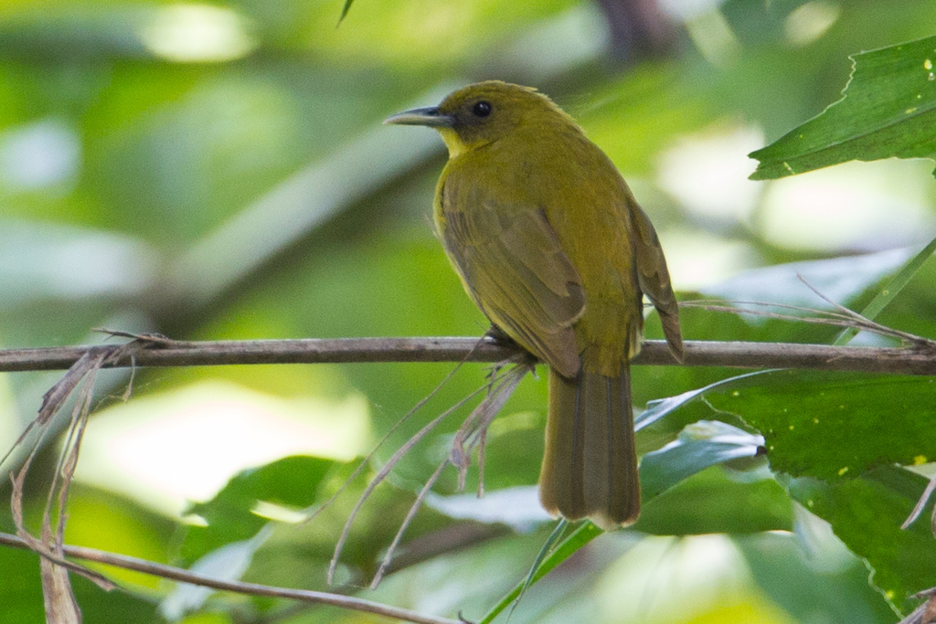 Halmahera Golden-Bulbul (Hypsipetes chloris) photo