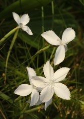 Dianthus zeyheri