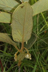 Diospyros galpinii