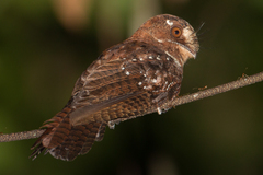 Moluccan Owlet-Nightjar photo 1