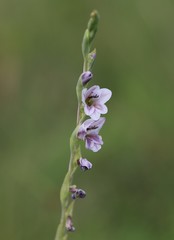 Gladiolus densiflorus