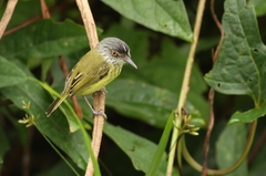 Todirostrum maculatum
