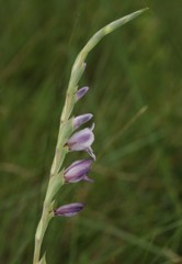 Gladiolus densiflorus