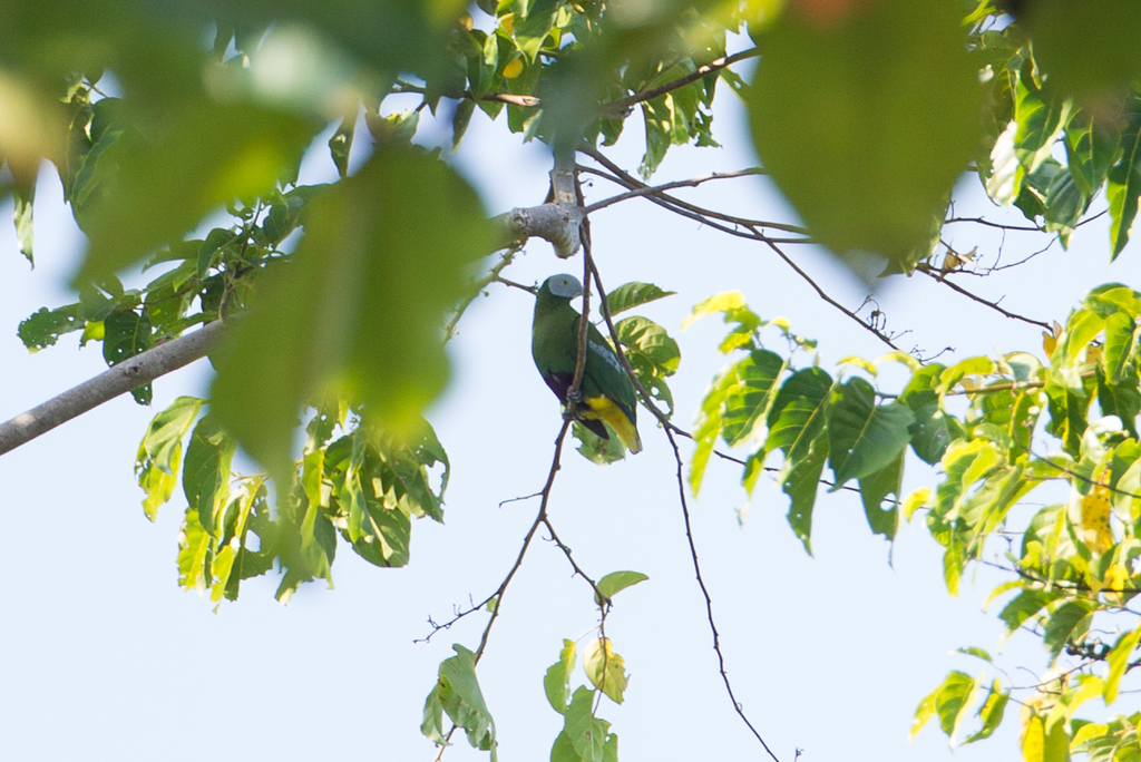 Gray-headed Fruit-Dove photo