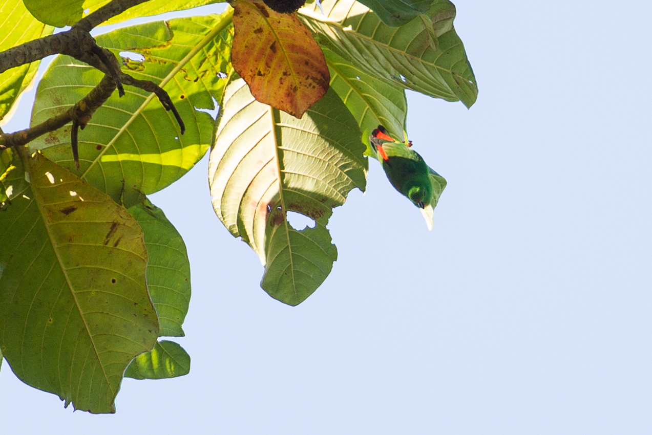 Moluccan Hanging Parrot (Loriculus amabilis), photo 2