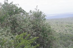 Buddleja dysophylla