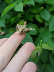 Callionima grisescens