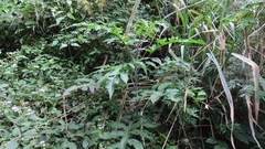 Verbesina myriocephala