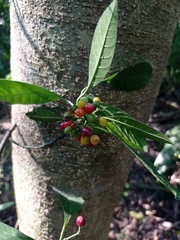 Psychotria carthagenensis