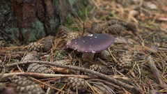 Russula atropurpurea